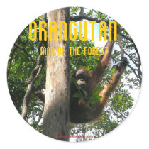Peek a boo Primate - orangutan stickers
