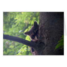 "Peek A Boo" Racoon Greeting Card
