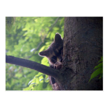 "Peek A Boo" Racoon Postcard