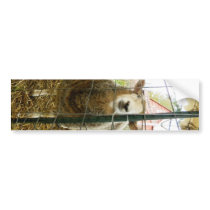 Peek a Boo Sheep Bumper Sticker