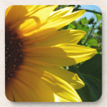 Peek A Boo Sunflower Beverage Coasters