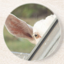 Peek a boo white goat! Cute goat waiting picture Drink Coasters
