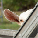 Peek a boo white goat! Cute goat waiting picture photo sculptures