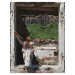 Peeking donkey flyers