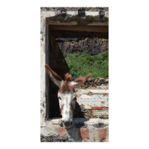 Peeking donkey photo card