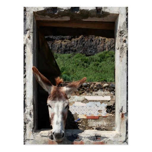 Peeking donkey post cards