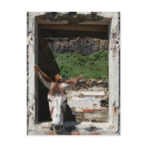 Peeking donkey