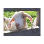 Peeking Goat Postcard