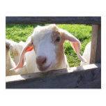 Peeking Goat Postcard