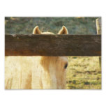 Peeking Through The Fence Photo