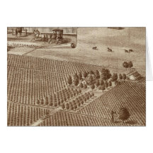 Peerless Vineyard, Hanford, Cal Greeting Card