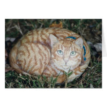 "Peewee" cat rock card