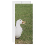 Pekin duck with open bill on green grass rack cards