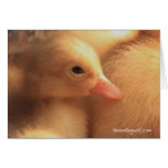 Pekin Ducklings Card