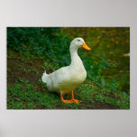 Peking Duck posters