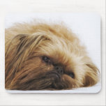 Pekingese dog, close up mousemats