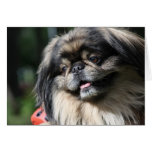 Pekingese  dog greeting card