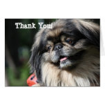 Pekingese dog greeting card