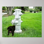 Pekingese/Poodle mix on poster posters