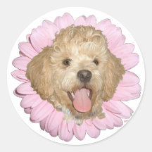 Pekingese / Poodle Mix Springtime Flower Sticker