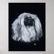 Pekingese Portrait in Black & White Print