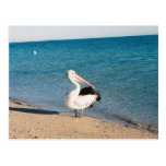 Pelican At Monkey Mia, Western Australia. Post Card