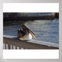 Pelican at rest posters