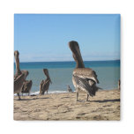 Pelican Beach Bums magnets