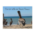 Pelican Beach Bums postcards