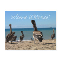 Pelican Beach Bums Post Cards