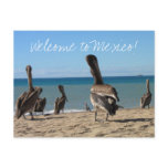 Pelican Beach Bums postcards