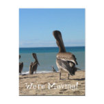 Pelican Beach Bums Postcards