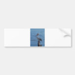 Pelican Bumper Sticker