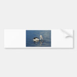 Pelican Bumper Stickers