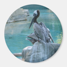 Pelican Fridge Magnets