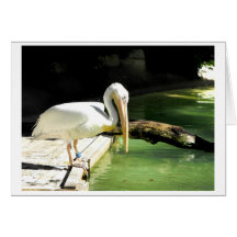 Pelican in springtime in Spain Greeting Cards