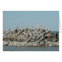 Pelican island. cards