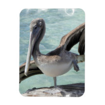 Pelican Magnet