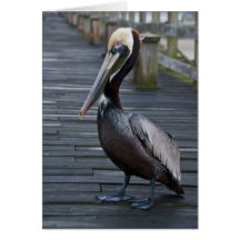 Pelican / Note Card