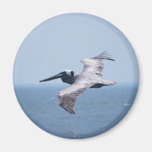 PELICAN OVER ST GEORGE ISLAND FL MAGNETS