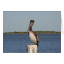Pelican Photo Greeting Card