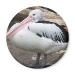 Pelican Photograph - sea wildlife magnets