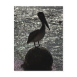 Pelican Post Cards