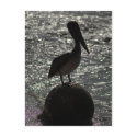 Pelican postcards