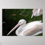 Pelican posters