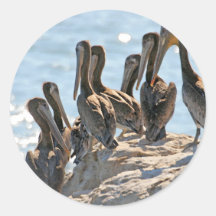 Pelican Rock Sticker