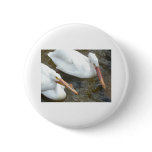 pelicans,2 buttons