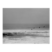 Pelicans and Waves in Black and White Postcard