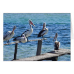 Pelicans Cards