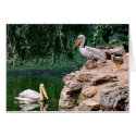 Pelicans cards